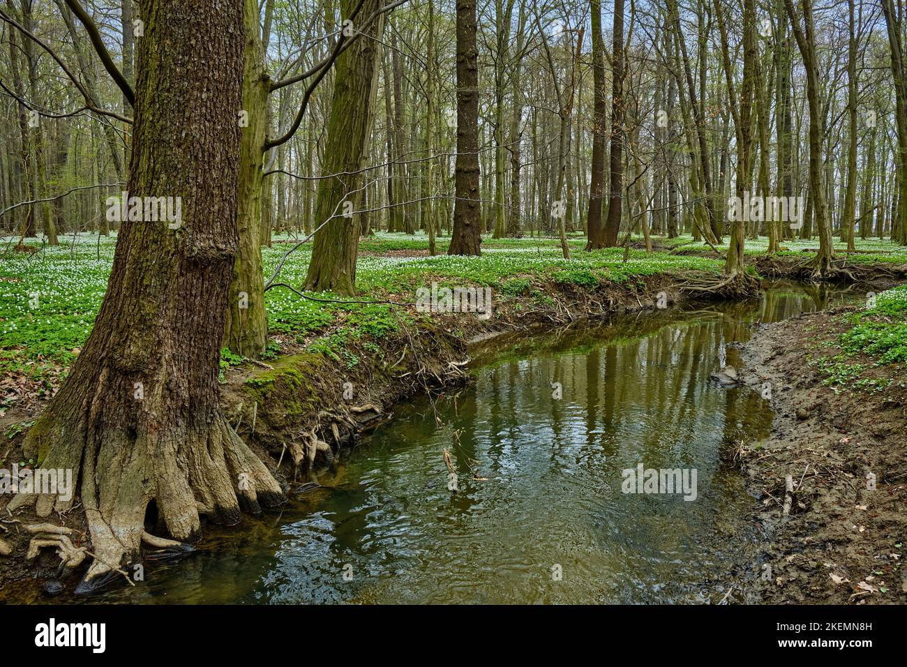 Das Naturschutzgebiet Lasker Auenwald im sorbischen Siedlungsgebiet im Frühling, ein naturbelassener Auwald des Klosterwassers und beliebtes Naherholu Foto de stock