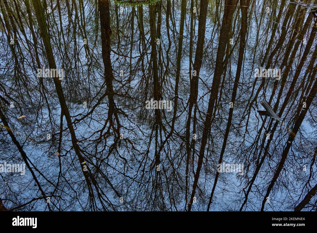 Reflejo de las copas de los árboles en un cuerpo de agua pantanoso, ejemplificado por la reserva natural del Bosque Alluvial de Laske en la zona de asentamiento sorabo en primavera, Laske, Foto de stock