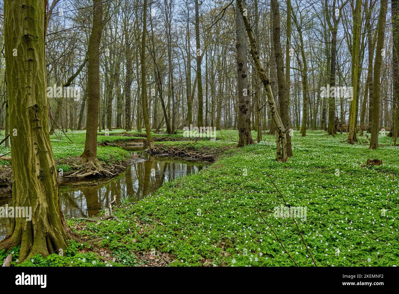 Das Naturschutzgebiet Lasker Auenwald im sorbischen Siedlungsgebiet im Frühling, ein naturbelassener Auwald des Klosterwassers und beliebtes Naherholu Foto de stock