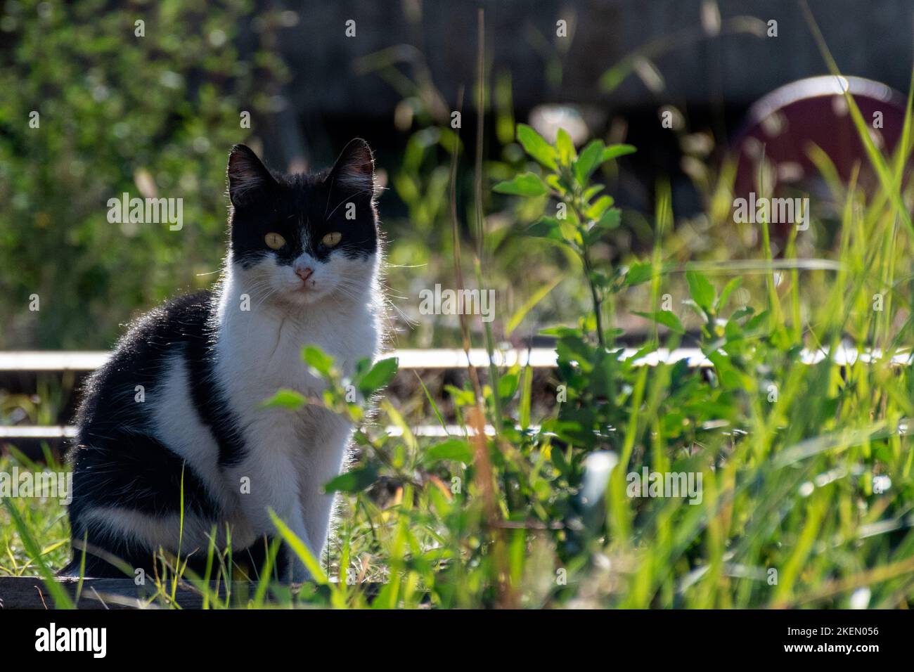 Gato Blanco y negro Foto de stock