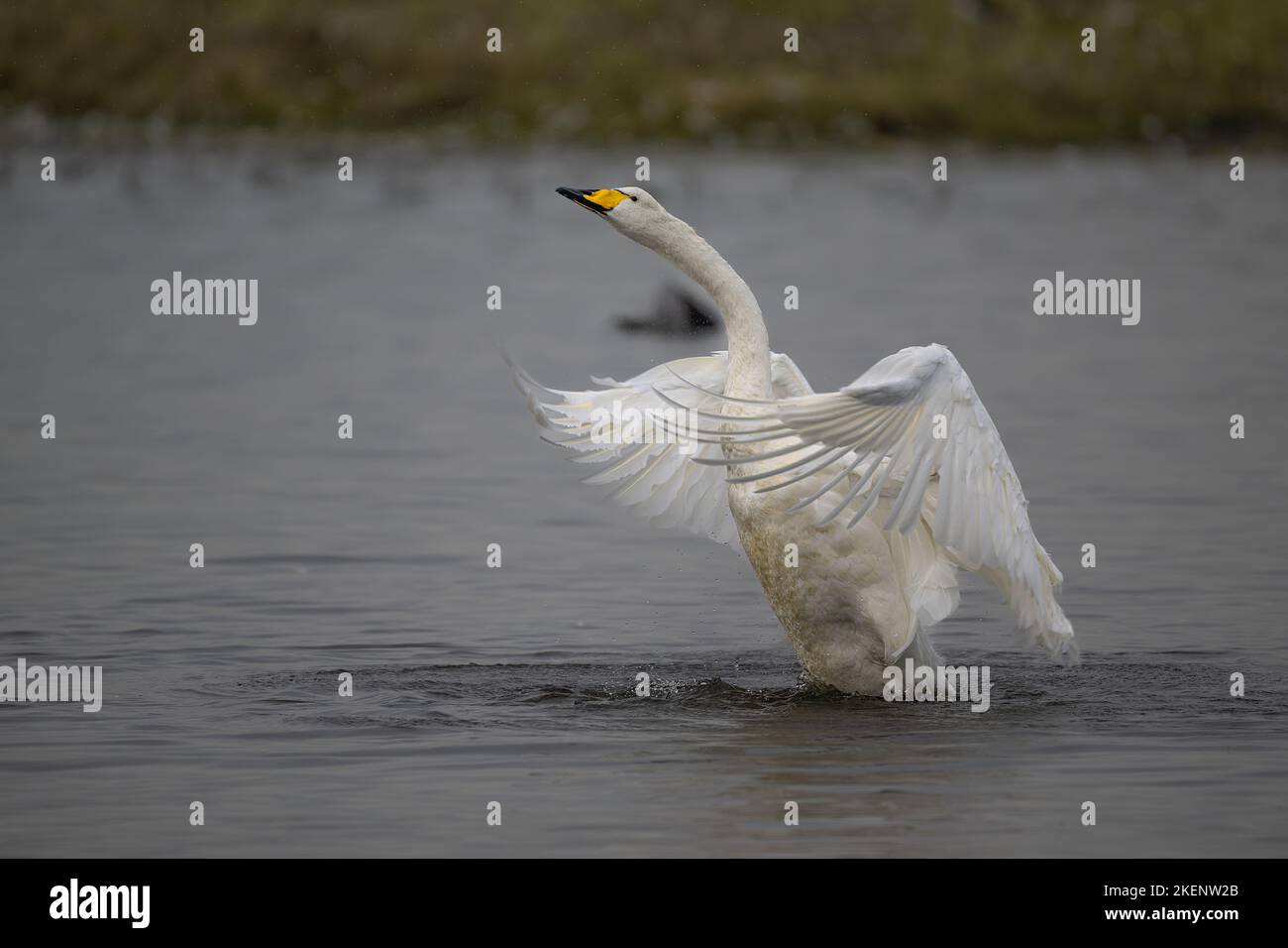 Whooper Swan Cygnus cygnus aleteando sus alas y estirándose sobre un tramo de agua en el fens, Reino Unido Foto de stock