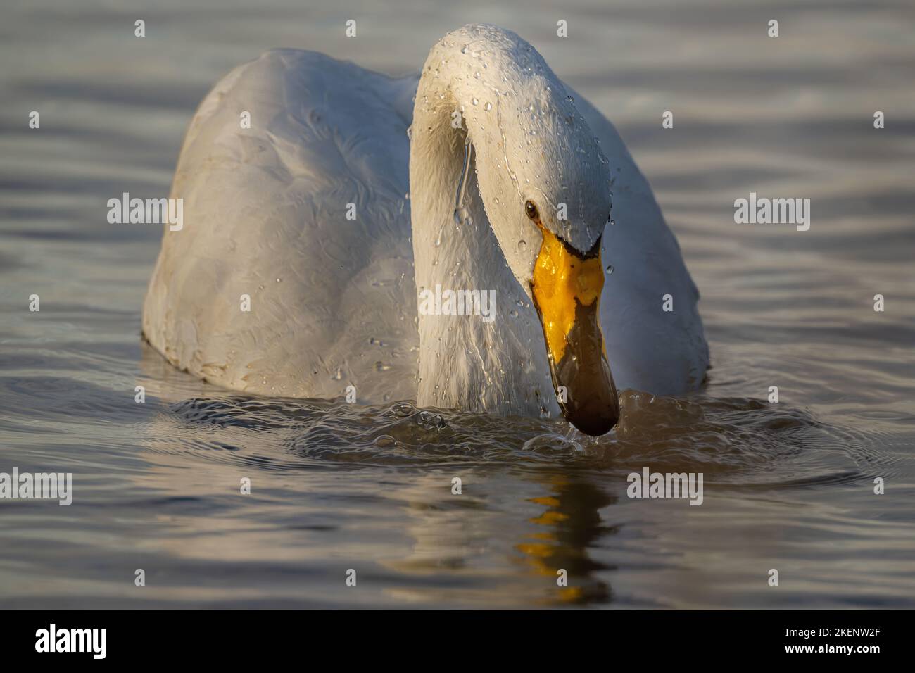 Whooper Swan Cygnus cygnus gnus goteando en el agua después de sumergir parcialmente su cabeza en busca de alimentos. En un tramo de agua en las plumas de East Anglia. Foto de stock