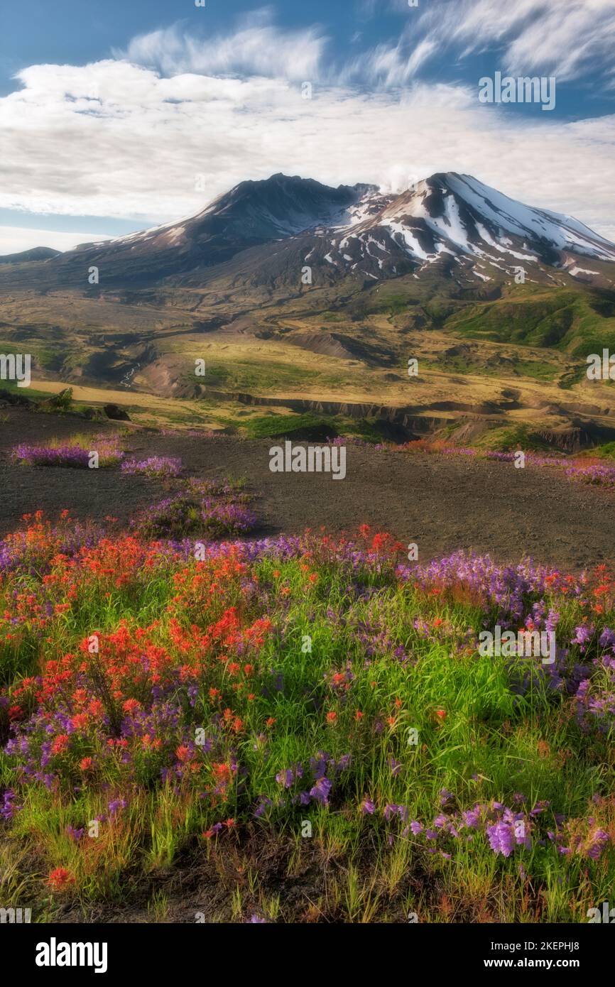 Las nubes matutinas pasan sobre la flor pico del tallo púrpura Y pinceles indios rojos a lo largo de Johnston Ridge en el Monte de Washington St Helens Volcanic Na Foto de stock