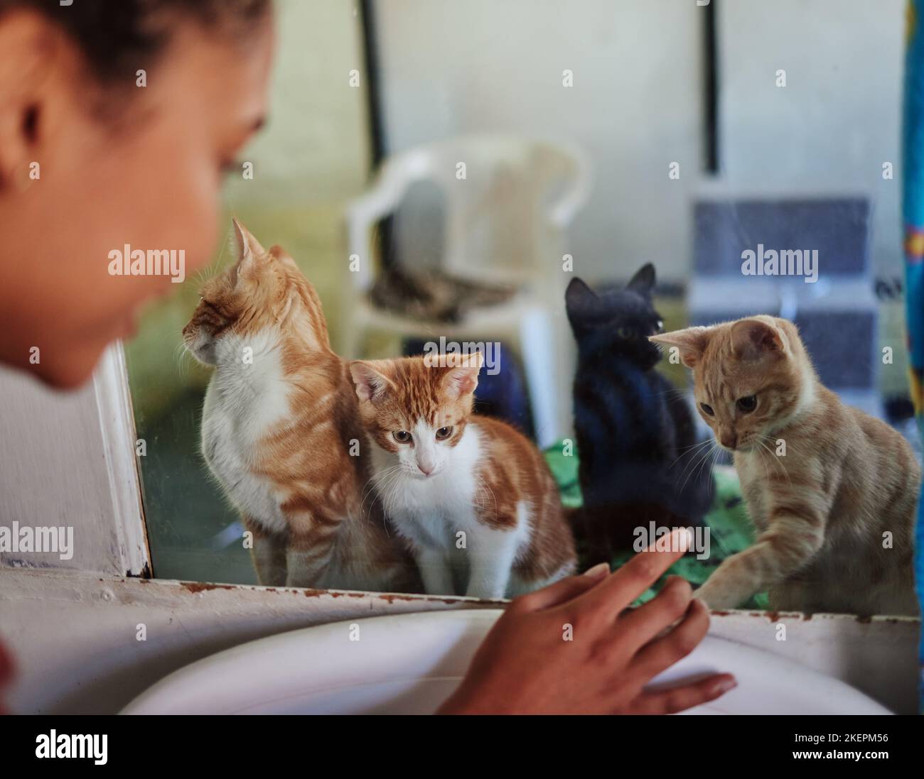 Gatos en adopción fotografías e imágenes de alta resolución - Alamy
