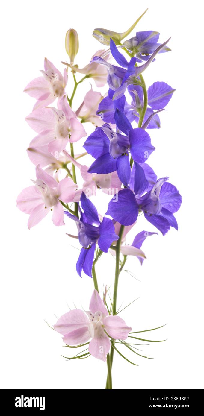 Flores Larkspur aisladas sobre fondo blanco Foto de stock