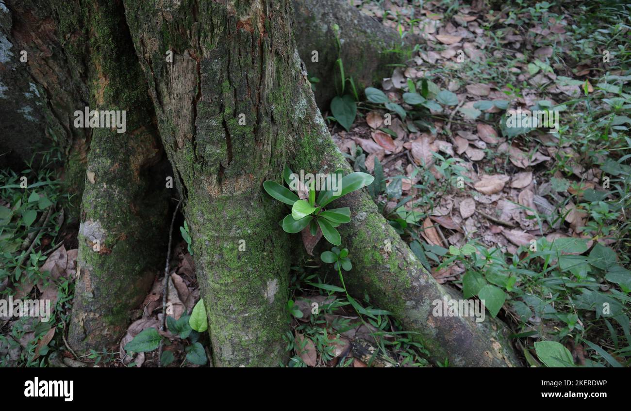 Una planta de helecho de nido de pájaro pequeño (Asplenium nidus) que crece dentro del espacio entre dos grandes raíces de un árbol Jack Foto de stock