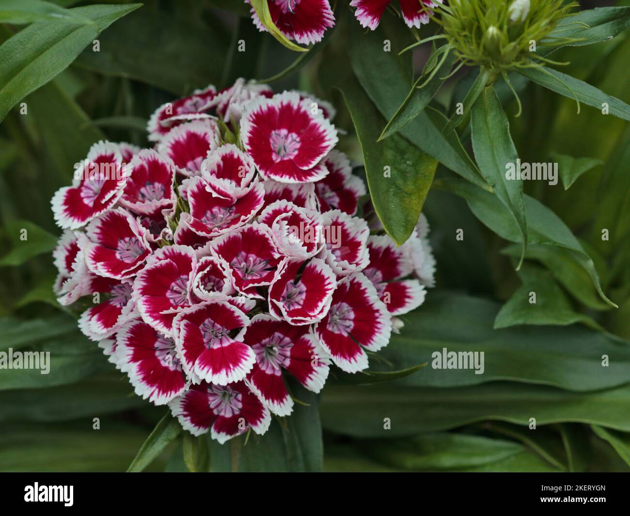 Dianthus Diabunda Picotee rojo (Sweet William) Foto de stock