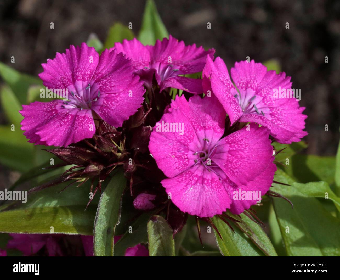 Dianthus Barbarini rosa lila (Guillermo dulce) Foto de stock
