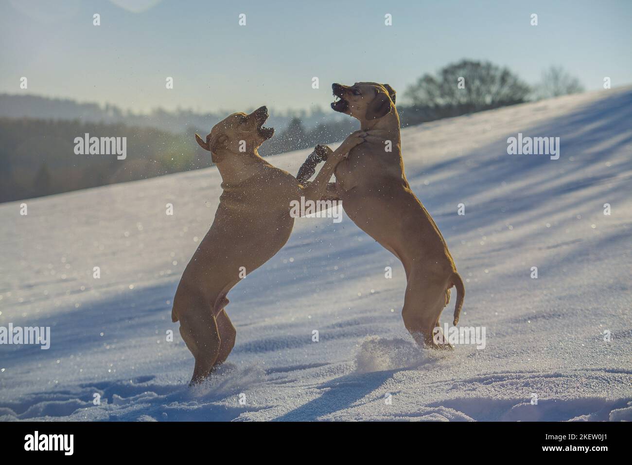 los rhodesian ridgeback son agresivos