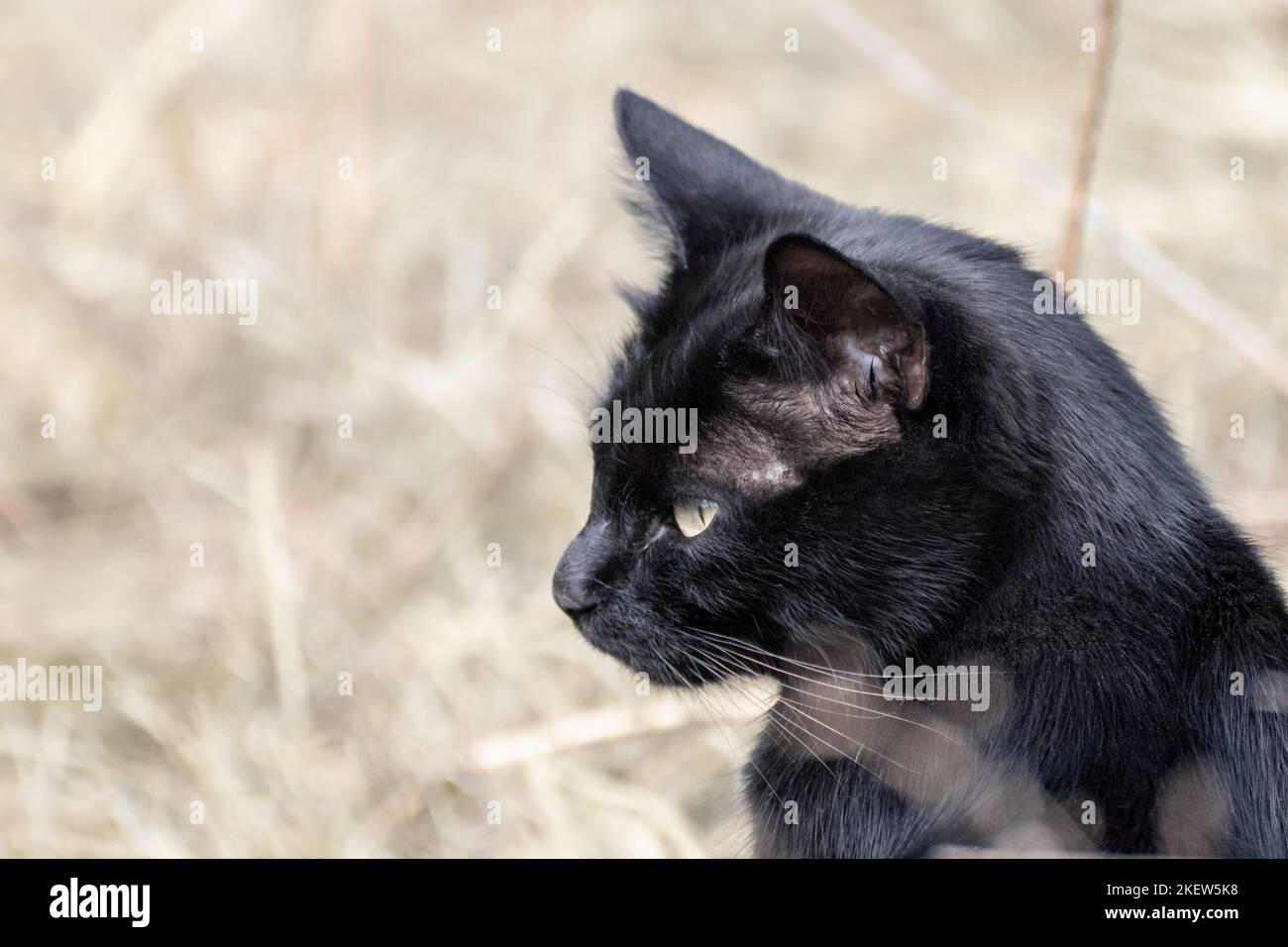 Gato negro con ojos amarillos se esconde en otoño seco campo de hierba silvestre de cerca. Observación de vida silvestre, animal lindo Foto de stock