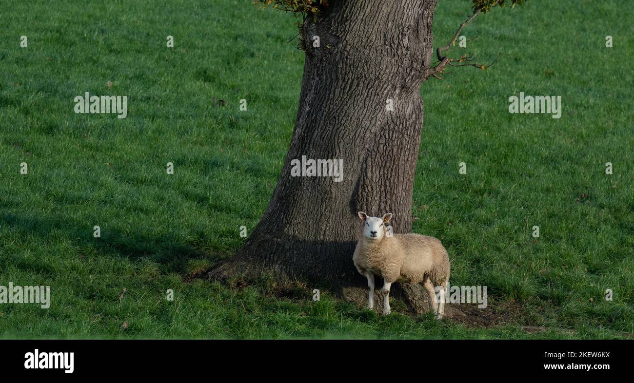 Una sola oveja (Ovis aries) contra un tronco de árbol en Yorkshire, Inglaterra. Foto de stock