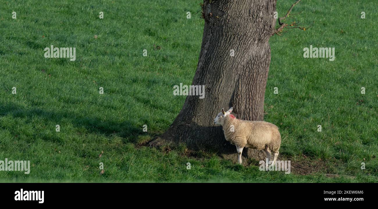 Una sola oveja (Ovis aries) contra un tronco de árbol en Yorkshire, Inglaterra. Foto de stock