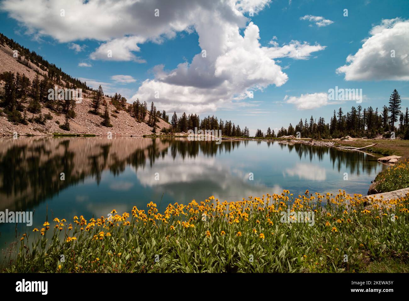 Flores amarillas en el borde del lago Johnson, un lago alpino en la cordillera Snake, ubicado dentro del Parque Nacional Great Basin en Nevada, visto en el verano. Foto de stock