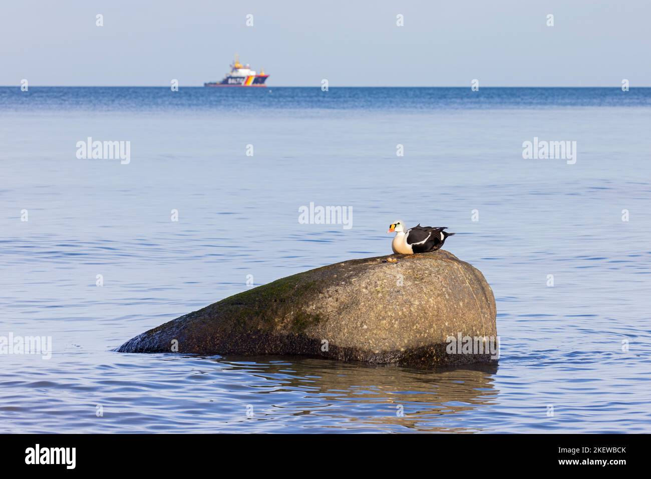 King eider (Somateria spectabilis) macho de pato marino en plumaje de reproducción descansando en roca en el mar Báltico en invierno, Mecklemburgo-Pomerania Occidental, Alemania Foto de stock