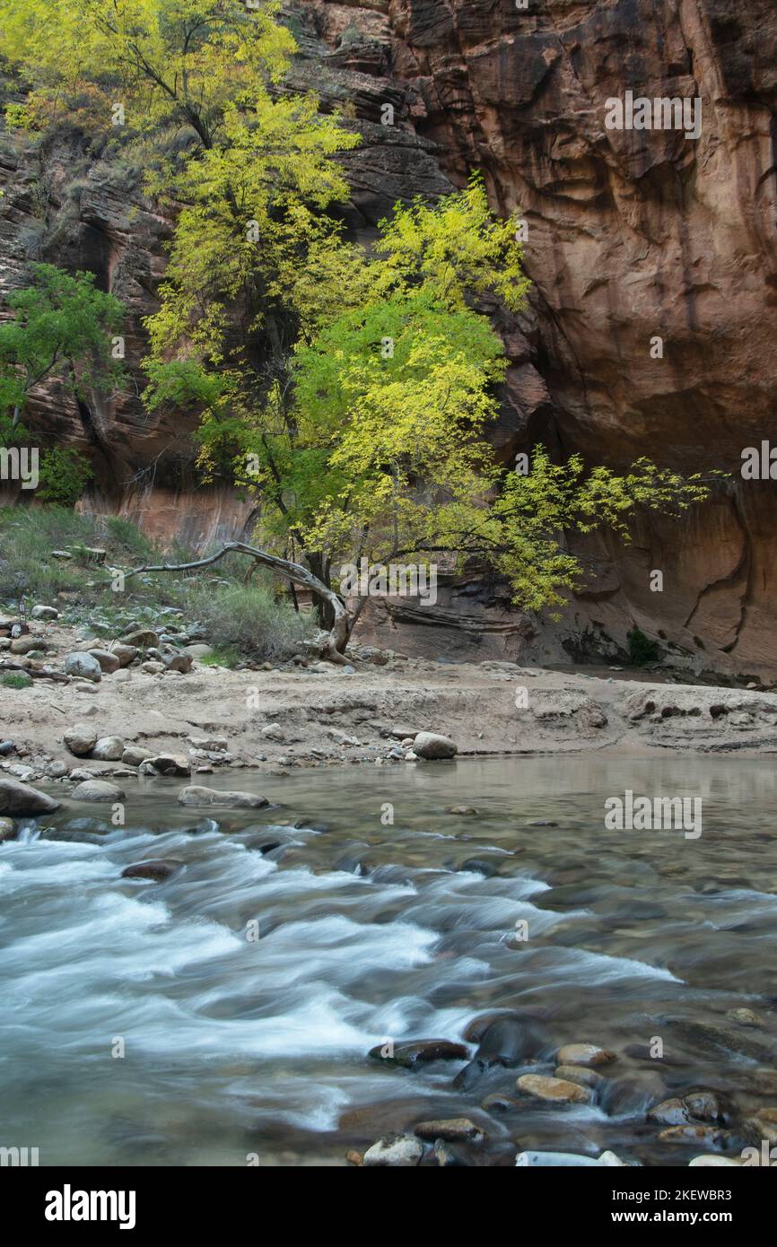 Los Narrows del Virgin River, Parque Nacional Zion, Utah Foto de stock