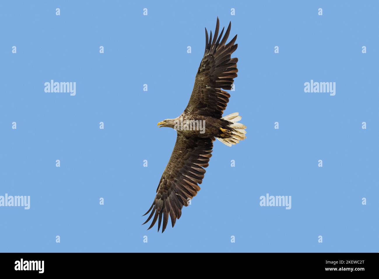 Águila de cola blanca / Águila marina euroasiática / erne (Haliaeetus albicilla) adulto que llama en vuelo en verano contra el cielo azul Foto de stock