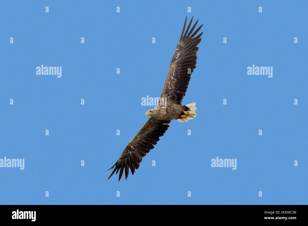 Águila de cola blanca / Águila marina euroasiática / erne (Haliaeetus albicilla) adulto en vuelo volando contra el cielo azul en verano Foto de stock