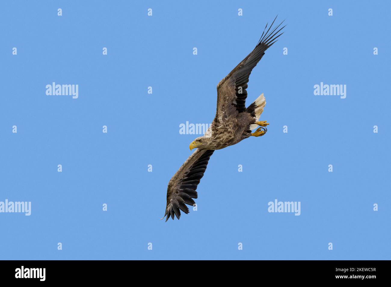 Águila de cola blanca / Águila marina euroasiática / erne (Haliaeetus albicilla) adulto en vuelo buceo contra el cielo azul en verano Foto de stock