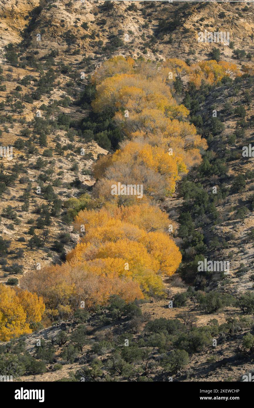 Árboles de álamo de otoño a lo largo de un arroyo perenne, Calf Creek, Monumento Nacional Grand Staircase-Escalante, Boulder, Utah Foto de stock