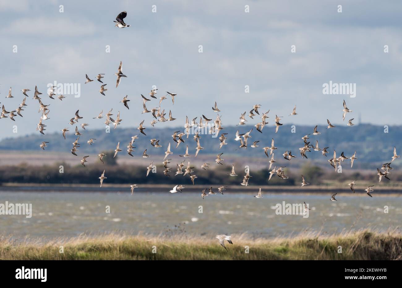 Mezcla de aves zancudas principalmente Dunlin (Calidris alpina) Foto de stock
