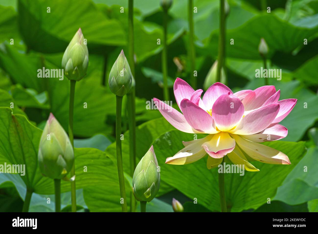Flor rosada de nenúfar o loto en un pantano Foto de stock