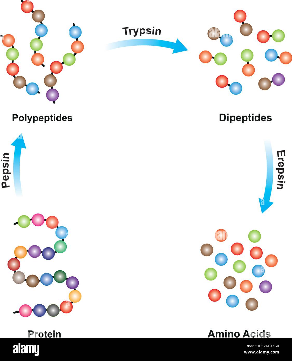 what is the function of enzyme pepsin