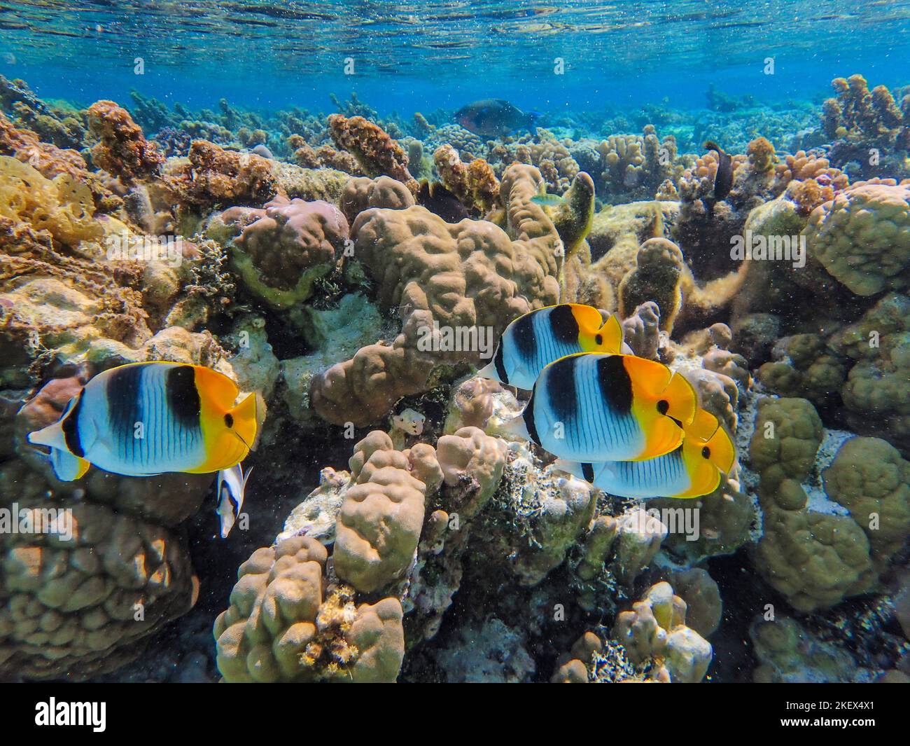 Peces tropicales, Polinesia Francesa Foto de stock