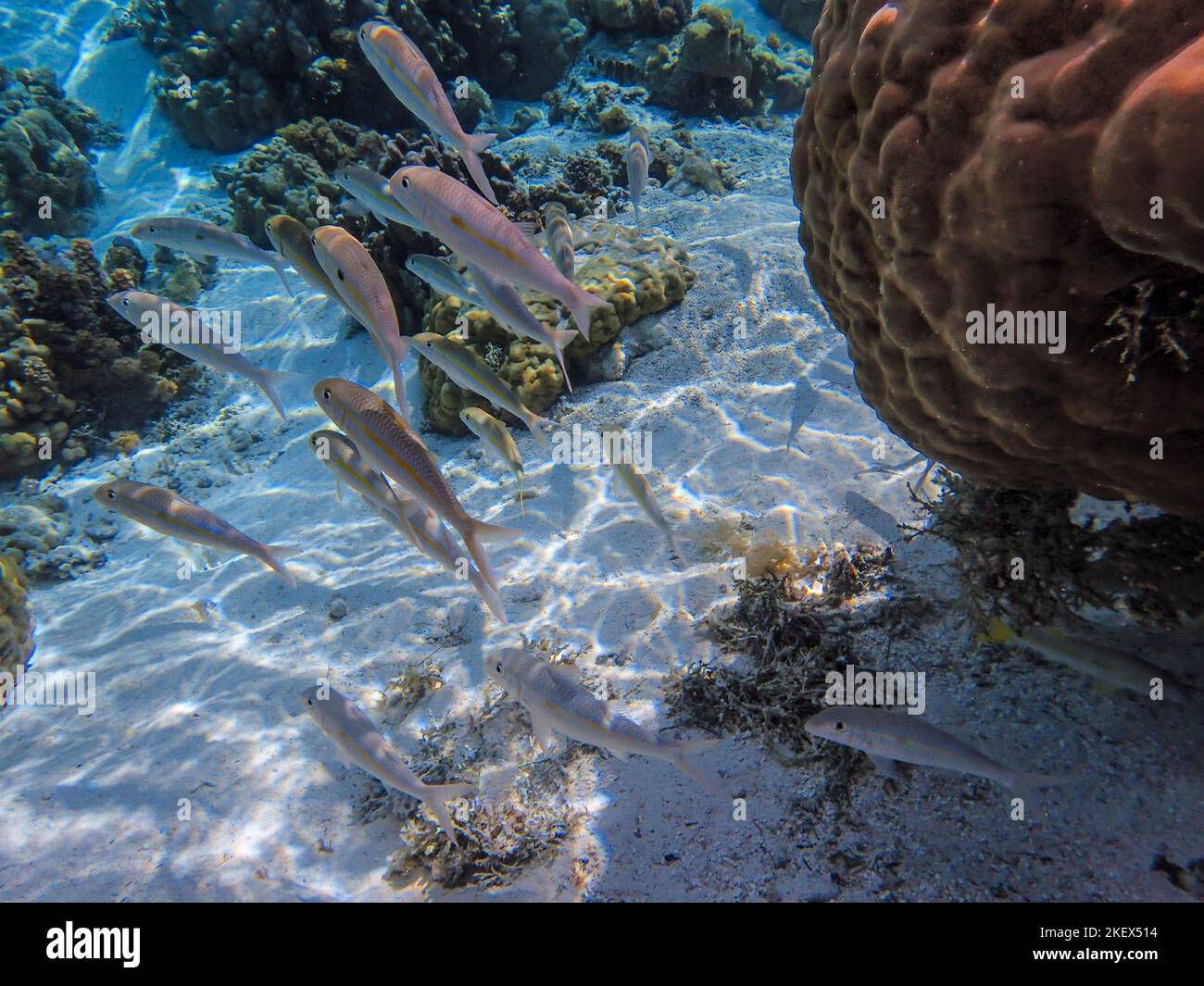 Peces tropicales, Polinesia Francesa Foto de stock