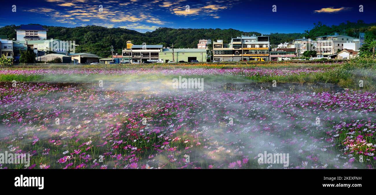 El hermoso mar de flores Taoyuan Luzhu, la ciudad de Taoyuan, Taiwán Foto de stock
