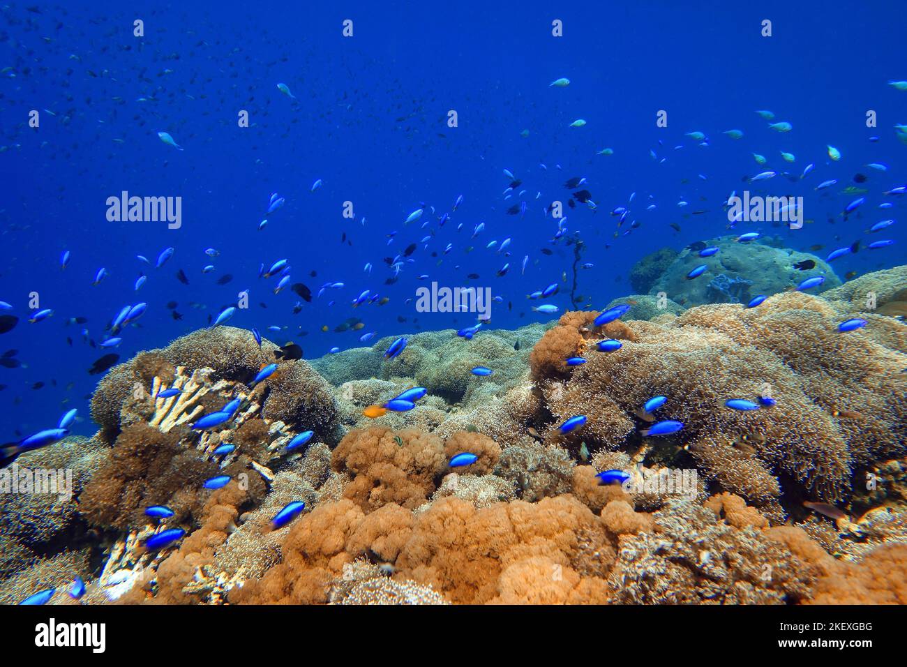 Indonesia Alor Island - Vida marina arrecife de coral con peces tropicales Foto de stock