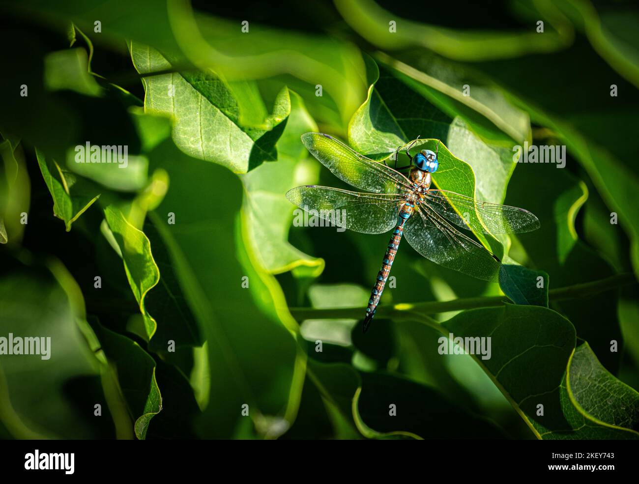 Libélula sobre hojas verdes brillantes Foto de stock