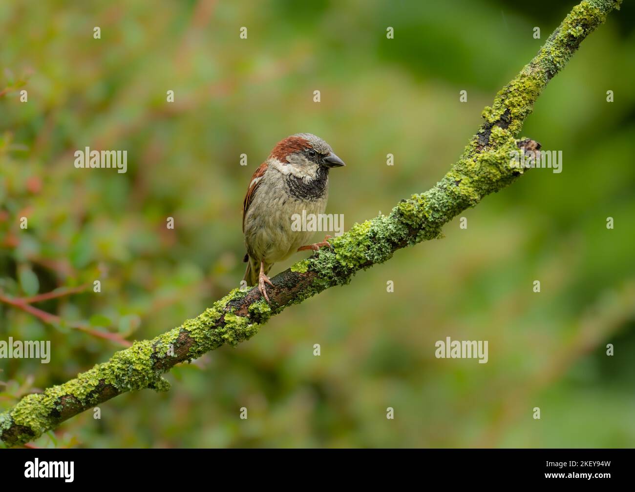 Male House Sparrow passer domesticus encaramado en la rama cubierta de alichén. Visto en un jardín del norte de Norfolk en el Reino Unido. Foto de stock