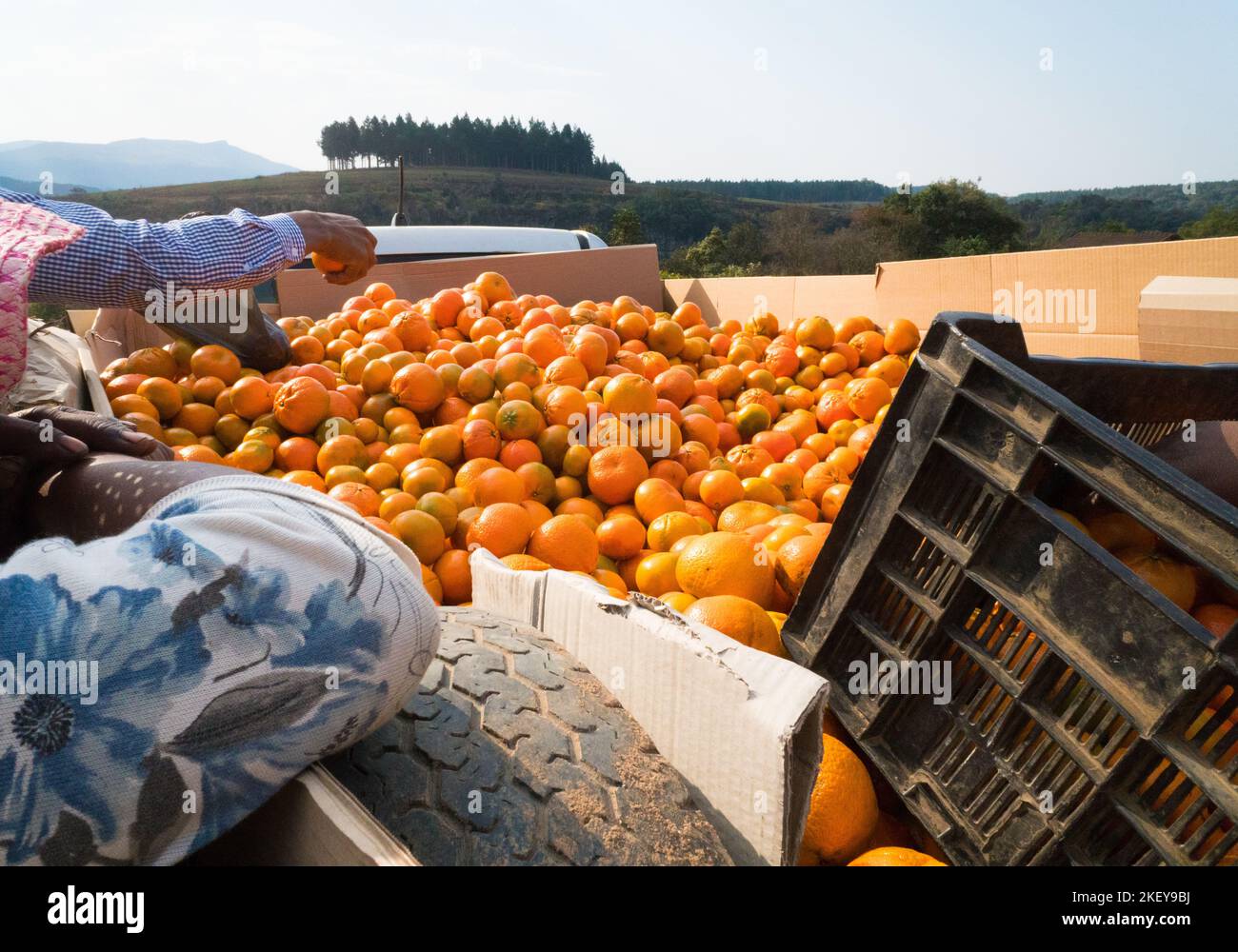 Sudáfrica Personas que compran naranjas o cítricos de la parte trasera de un vehículo en una zona rural de Mpumalanga, Sudáfrica Concepto de la vida cotidiana en África Foto de stock