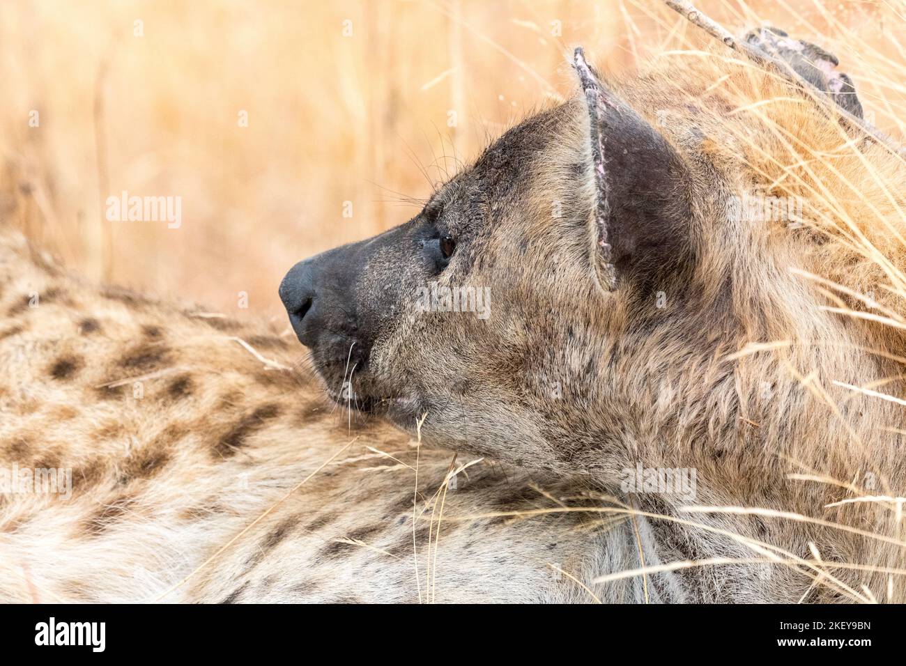 Hyena manchada (Crocuta crocuta) cara de primer plano y lado de la cabeza mirando alrededor como se encuentra en el suelo en el parque nacional Kruger, Sudáfrica Foto de stock