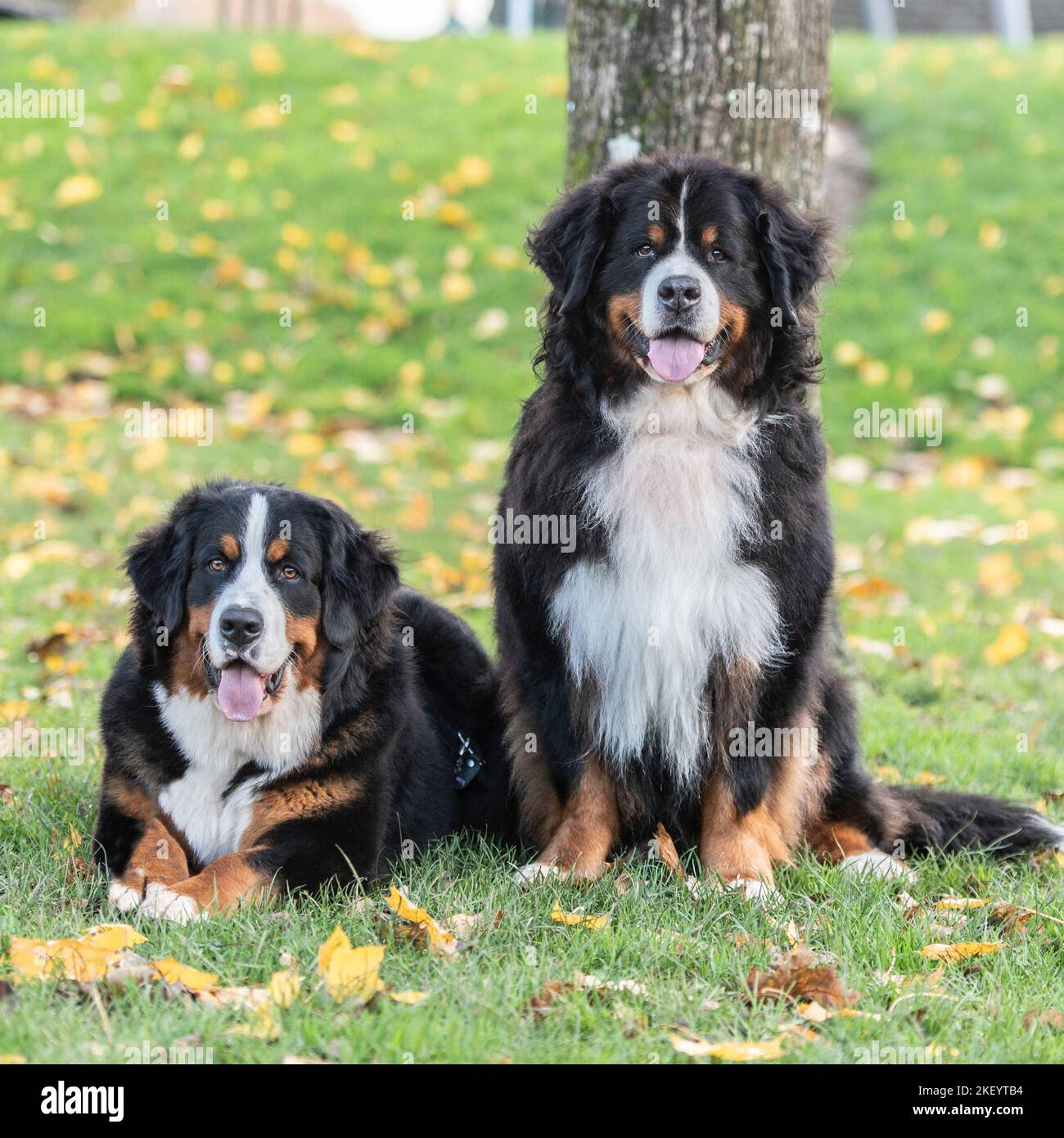 Dos perros de montaña berneses Foto de stock