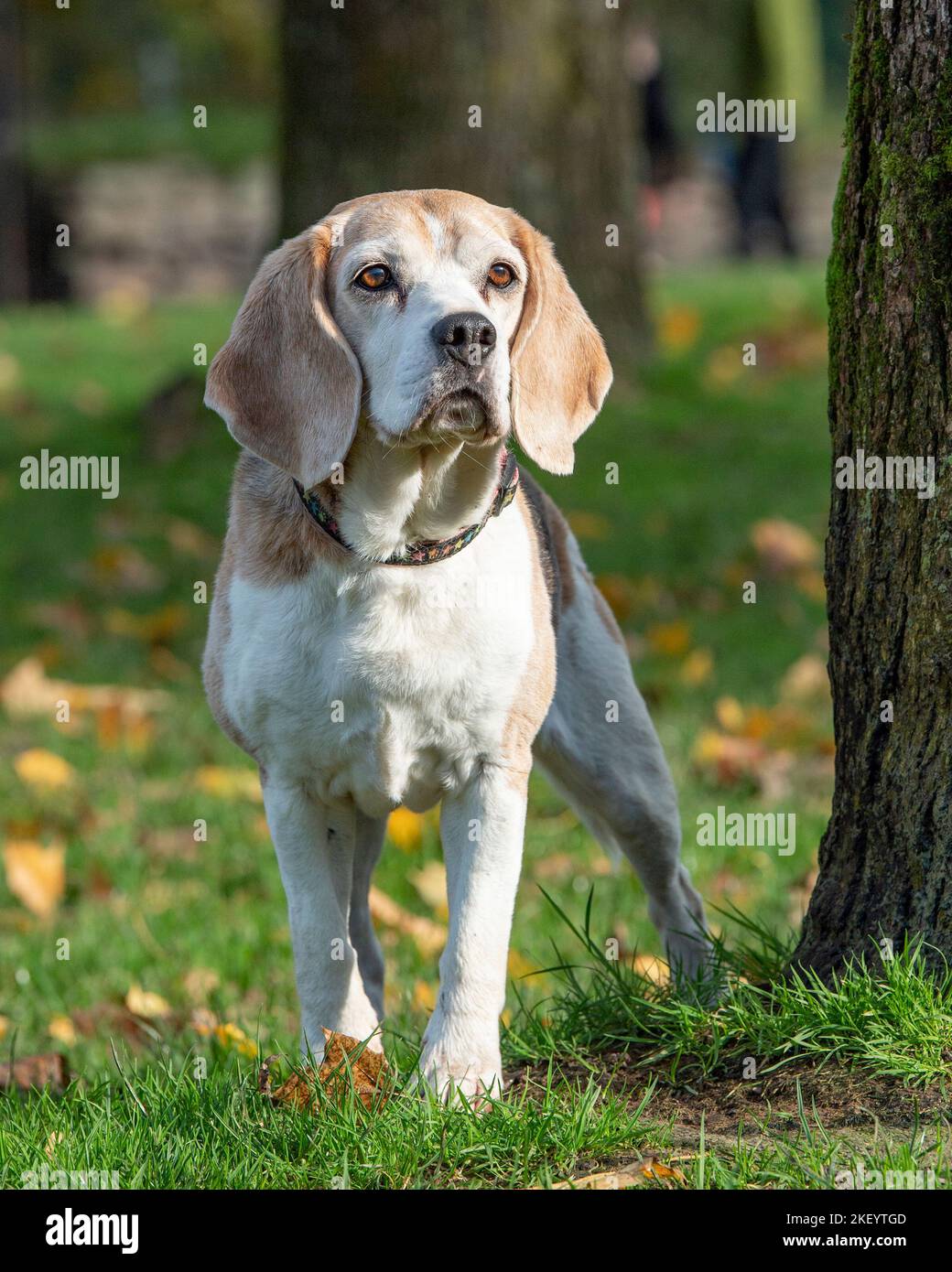 Beagle Foto de stock