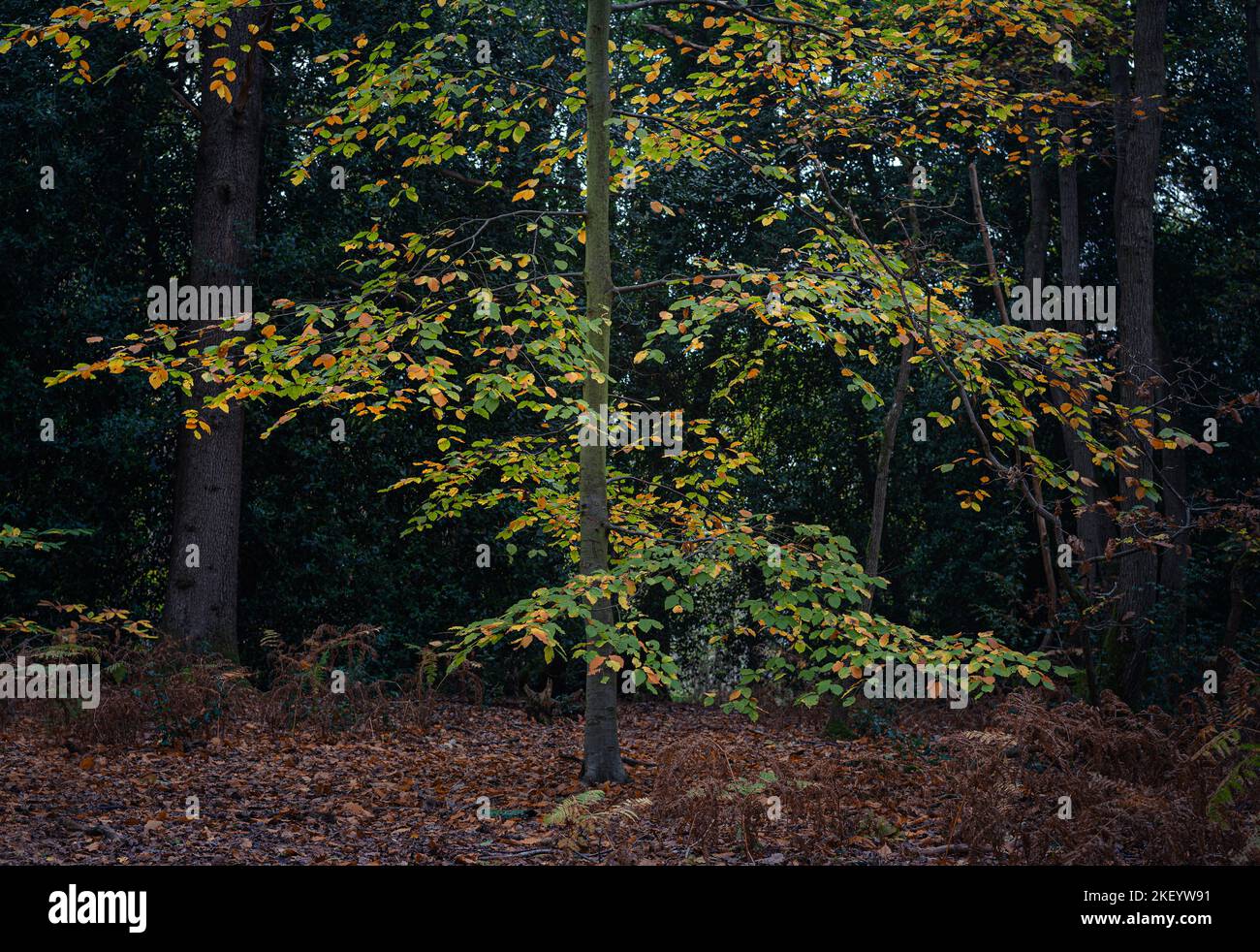 Tarde de niebla en el bosque en Layer de la Haye, Essex. Valle del río romano. Hermosos árboles otoñales y colores. Foto de stock