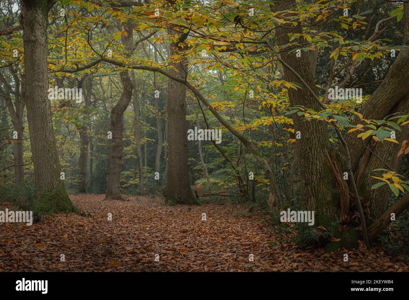 Tarde de niebla en el bosque en Layer de la Haye, Essex. Valle del río romano. Hermosos árboles otoñales y colores. Foto de stock