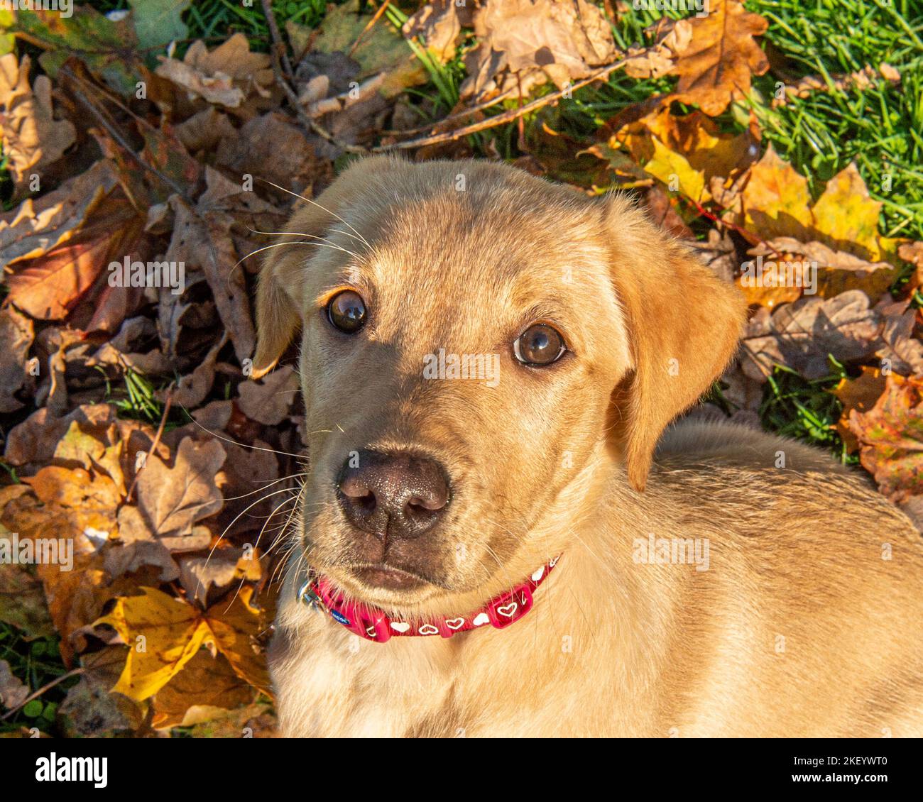 Cachorro de perrito Labrador amarillo Foto de stock