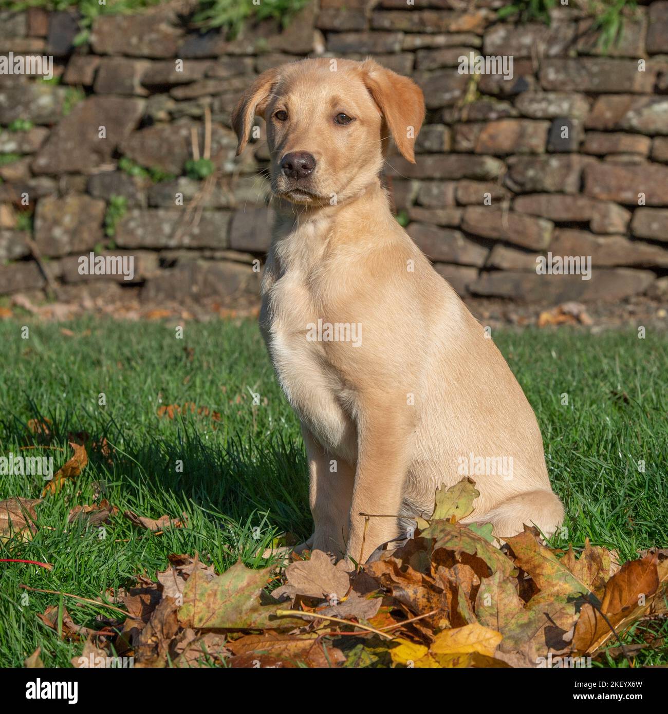 Labrador amarillo Retriever, cachorro Foto de stock