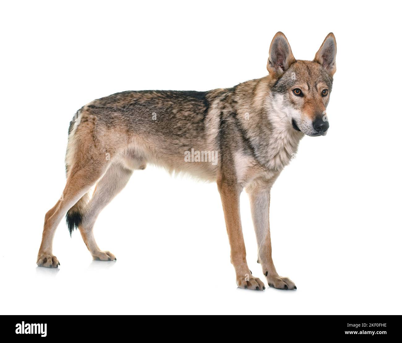 Perro lobo checoslovaco en frente de fondo blanco. Foto de stock