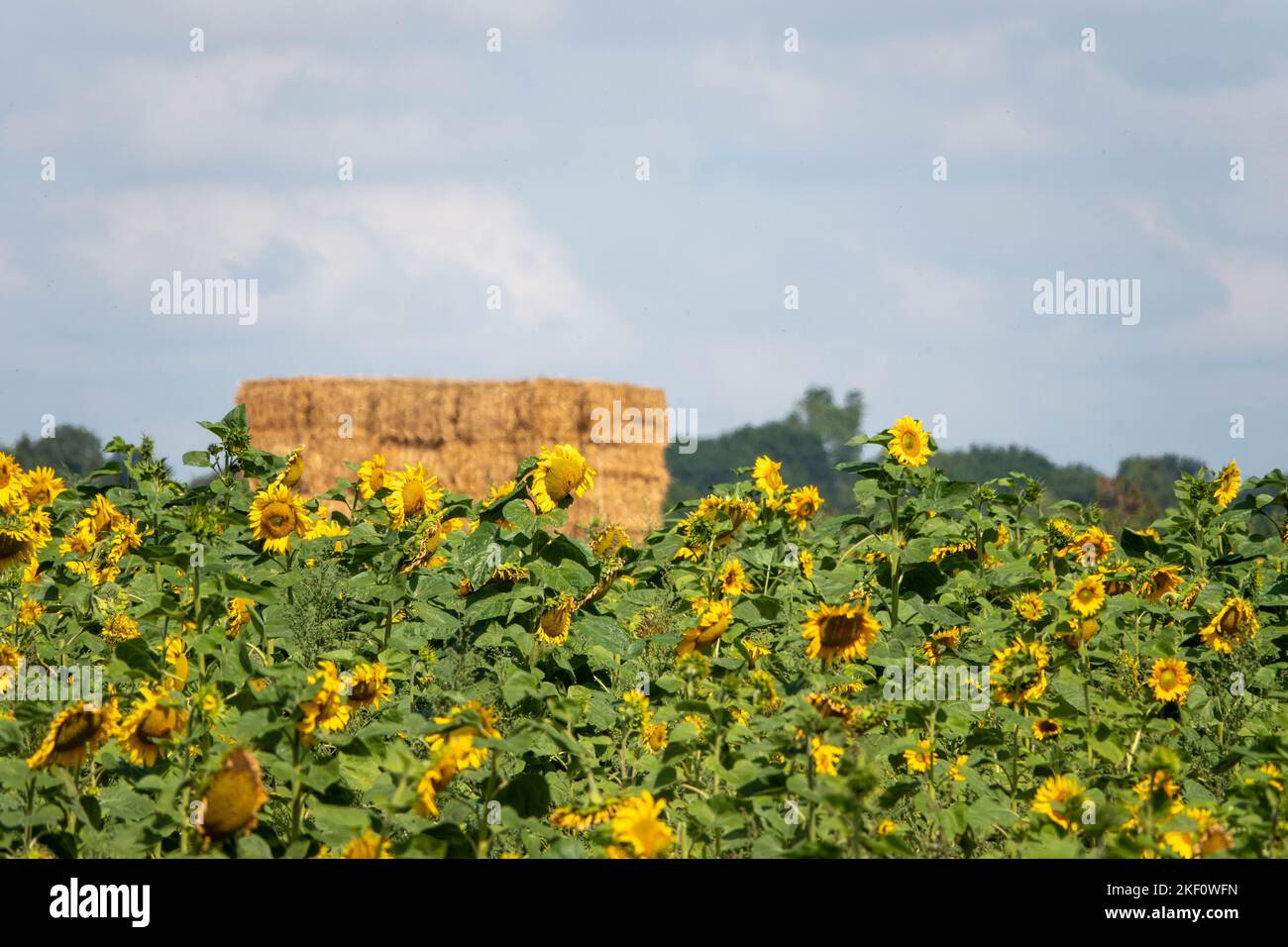 campo de girasoles amarillo brillante con una pila de heno en el fondo Foto de stock