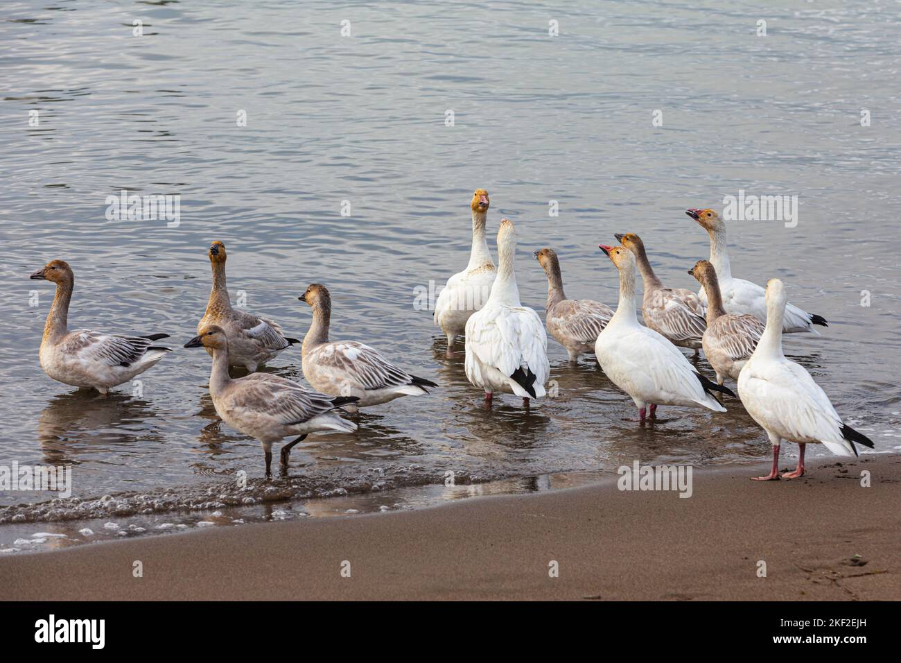 Gansos de nieve salvajes en la playa en Steveston British Columbia Canadá Foto de stock