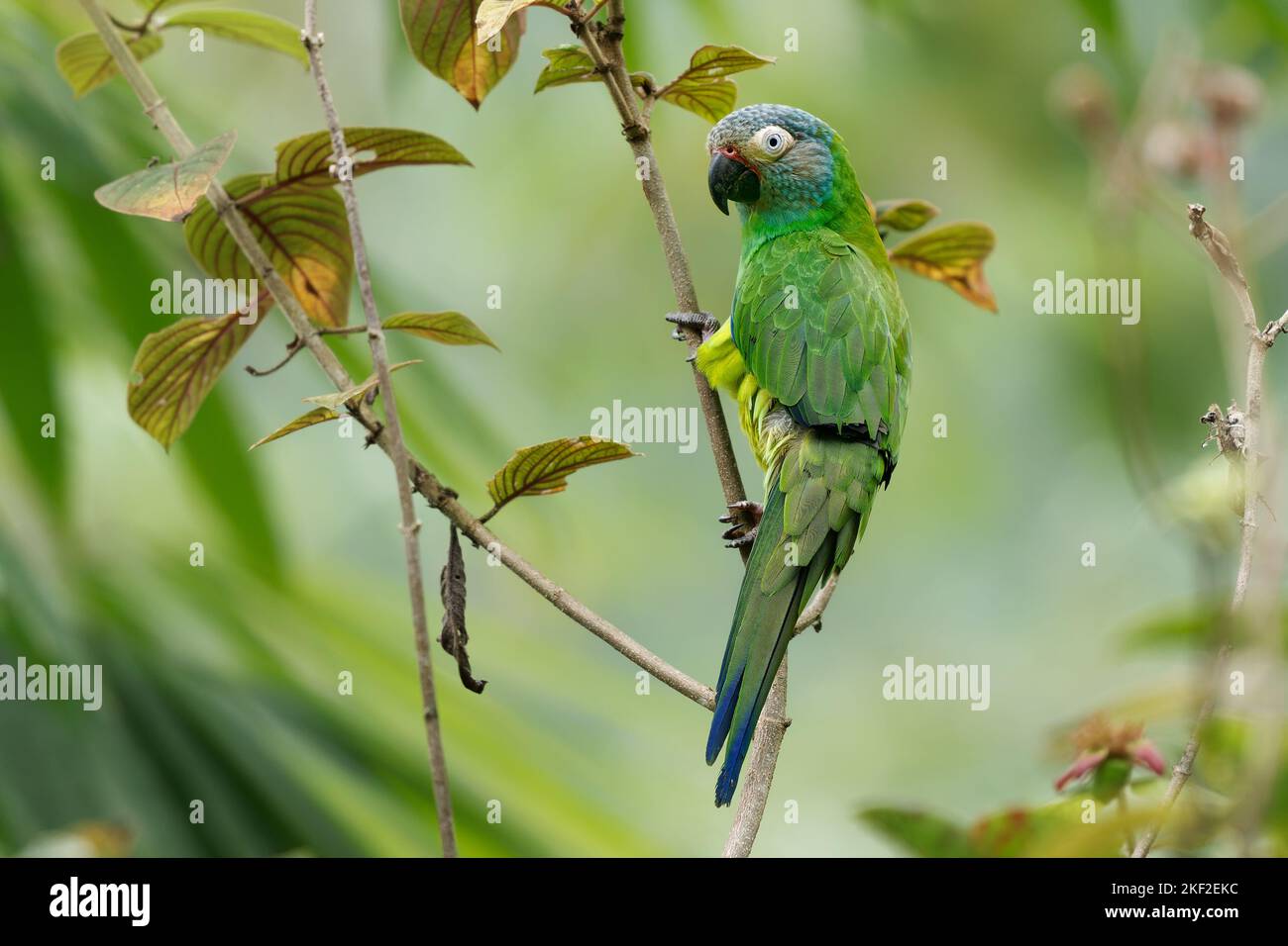 Parakeet de cabeza oscura - Aratinga weddellii También conure de Weddell, loro neotropical verde pequeño, en hábitats boscosos en la cuenca amazónica de América del Sur Foto de stock