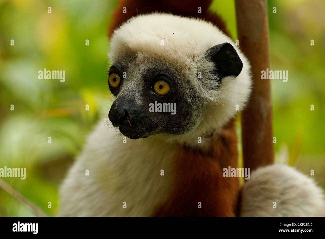 Coquerels Sifaka - Propithecus coquereli lemur diurnal del género Propithecus, nativo del noroeste de Madagascar, se consideró la sifaka de Coquerel Foto de stock
