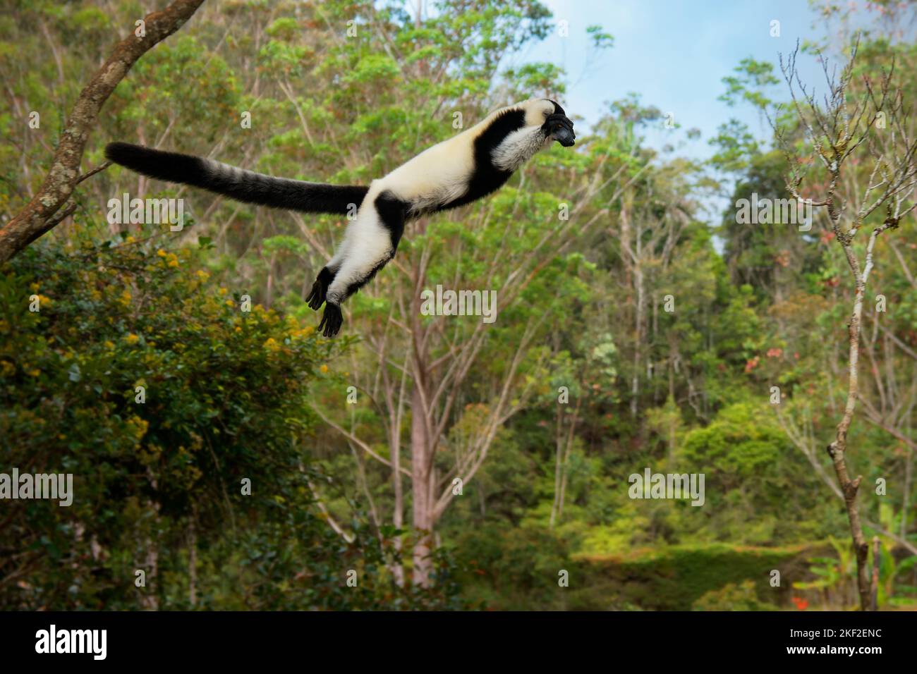 Lemur blanco y negro - Varecia variegata Especie en peligro de extinción de lemur resquebrado, endémica de Madagascar, mamífero saltante y trepador con relación a m. Foto de stock