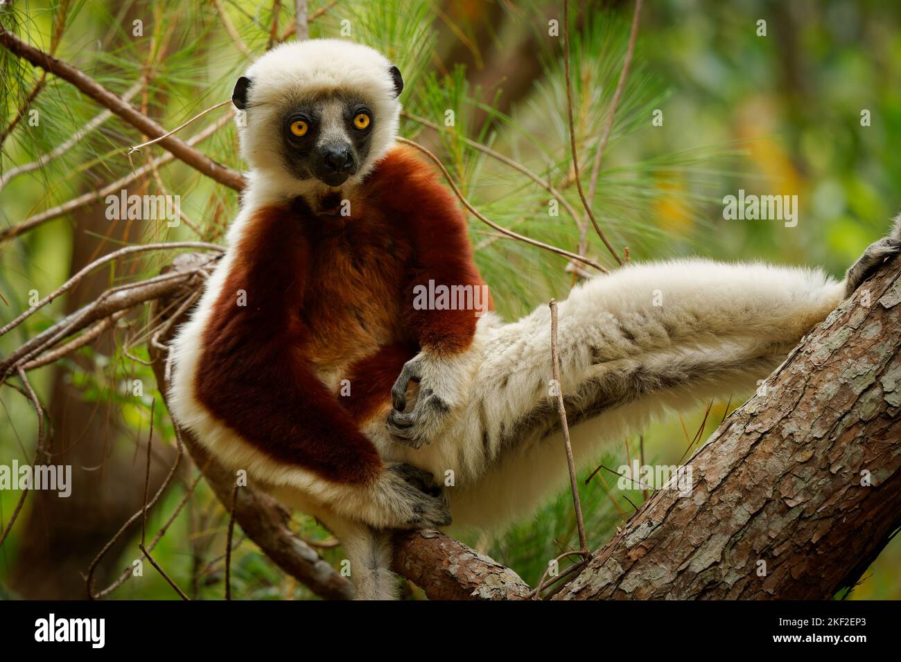 Coquerels Sifaka - Propithecus coquereli lemur diurnal del género Propithecus, nativo del noroeste de Madagascar, se consideró la sifaka de Coquerel Foto de stock