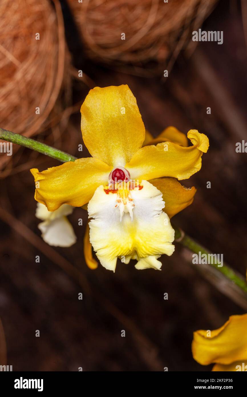 Orquídeas bailarinas fotografías e imágenes de alta resolución - Alamy