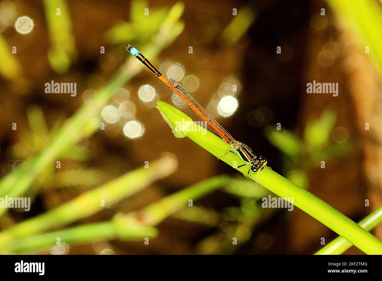 Aurora bluetail damsel fly (Ischnura aurora) Foto de stock
