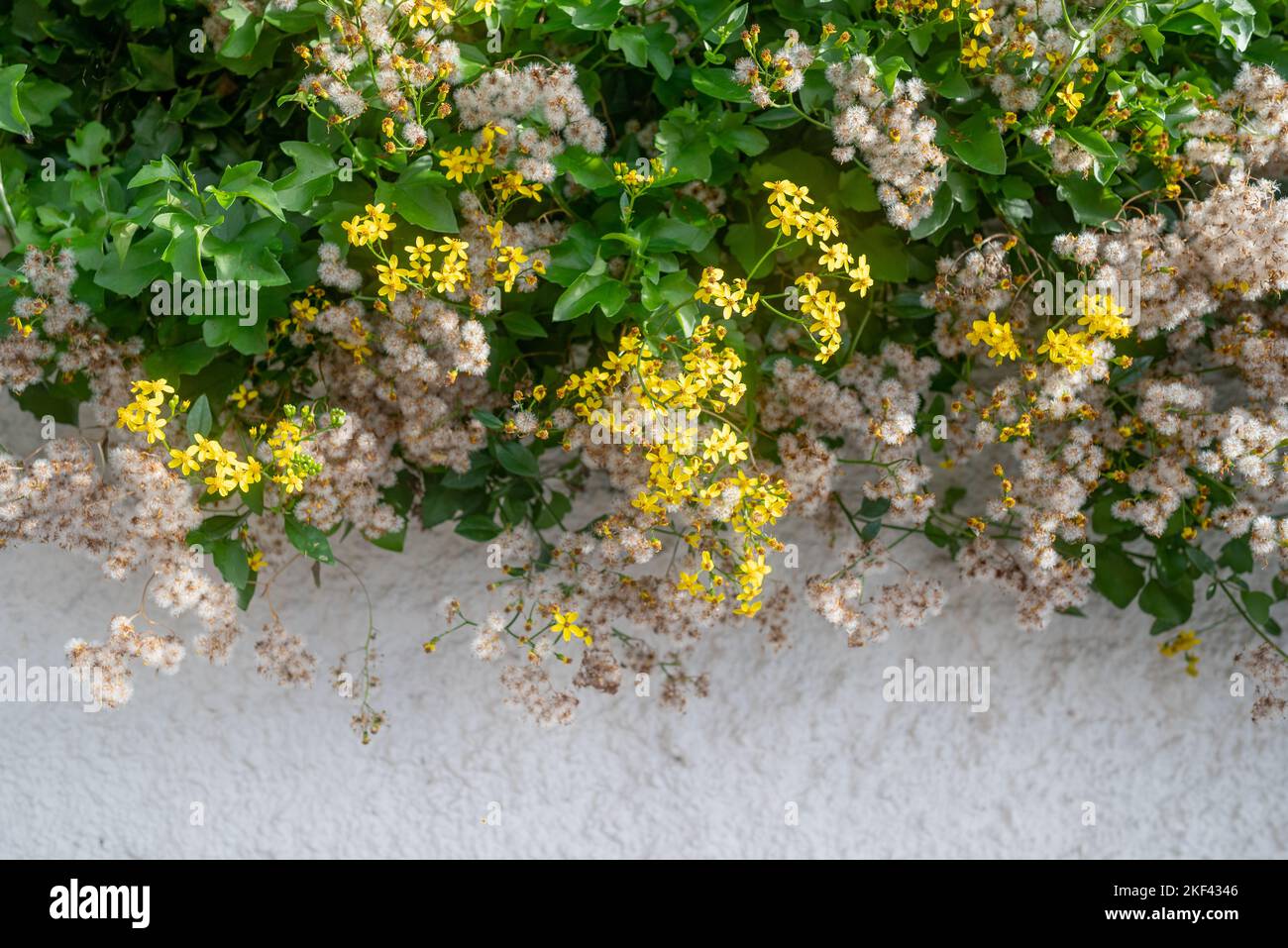 Flores con pared amarilla y blanco fotografías e imágenes de alta  resolución - Alamy